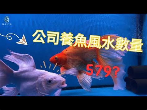 養魚數量垃圾魚|養魚的數目與魚缸的講究